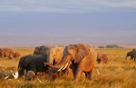 thumbnail of Best of Southern Tanzania Drive-in Safari